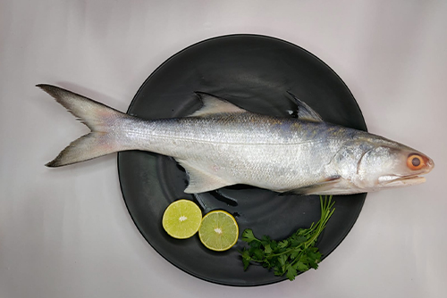 Rawas (Salmon)